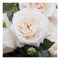 Rose Plant - York Minster