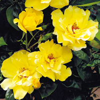 Rose Plants - Golden Showers