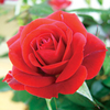 Rose Plants with trellis - Twin Pack + FREE Fertiliser