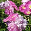 Rose Seeds - Garden Party