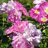 Rose Seeds - Garden Party