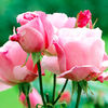 Rose with Ceramic Name Plate