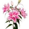 Roselily® Bulbs - Isabella