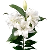 Roselily® Bulbs - Carolina