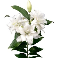 Roselily® Bulbs - Carolina
