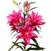 Roselily® Bulbs - Thalita
