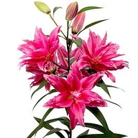 Roselily Bulbs