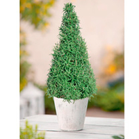 Rosemary Pyramid Tree