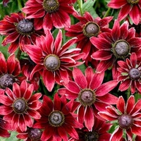 Rubeckia Plant - Cherry Brandy