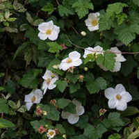 Rubus Plant - Benenden