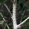 Rubus Plant - Thibetanus