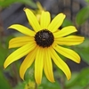 Rudbeckia Fulgida Goldsturm