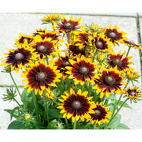 Rudbeckia Plant - Black Eyed Smiley