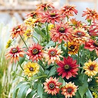 Rudbeckia Plant - Enchanted Embers