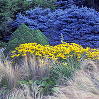 Rudbeckia Plant - fulgida var. sullivanti Goldsturm