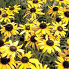 Rudbeckia Plant - fulgida var. sullivanti Viette