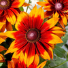 Rudbeckia Plant - Laughing SmileyZ
