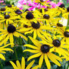 Rudbeckia Plant - Little Gold Star