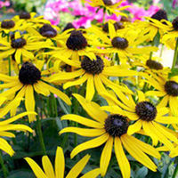 Rudbeckia Plant - Little Gold Star