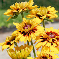 Rudbeckia Plant - Peking