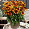 Rudbeckia Plant - Summerina Fringle Fudge