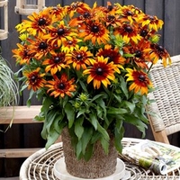 Rudbeckia Plant - Summerina Fringle Fudge