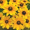 Rudbeckia Plant - Toto