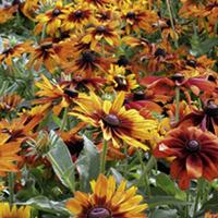 Rudbeckia Plants - Cappuccino