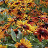 Rudbeckia Plants - Cappucino