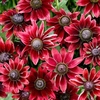 Rudbeckia Plants - Cherry Brandy