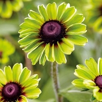 Rudbeckia Plants - Enchanted Collection