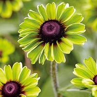Rudbeckia Plants - Enchanted Collection