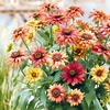 Rudbeckia Plants - Enchanted Embers