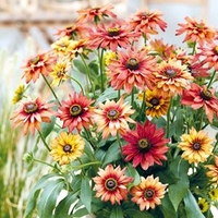 Rudbeckia Plants - Enchanted Embers
