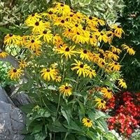Rudbeckia Plants - Goldsturm