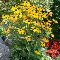 Rudbeckia Plants - Goldsturm