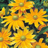 Rudbeckia Plants - Prairie Sun
