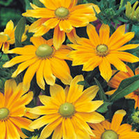 Rudbeckia Plants - Prairie Sun