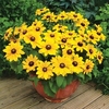 Rudbeckia Plants - Toto
