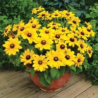 Rudbeckia Plants - Toto