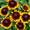 Rudbeckia Plants - Toto Rustic