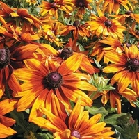 Rudbeckia Seeds - Cappuccino