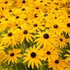 Rudbeckia Seeds - Goldsturm (Storm of Gold)