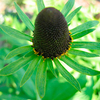 Rudbeckia Seeds - Green Wizard
