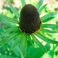 Rudbeckia Seeds - Green Wizard