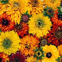 Rudbeckia Seeds - Marrakesh Market