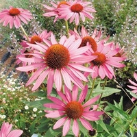 Rudbeckia Seeds - Purpurea Bravado