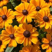 Rudbeckia Toto Gold (10)