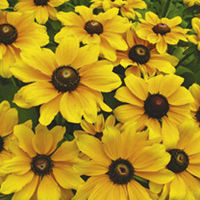 Rudbeckia Toto Plants