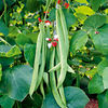 Runner Bean Collection